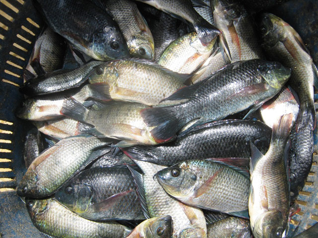 6 loại cá nên hạn chế ăn vì dễ ngộ độc